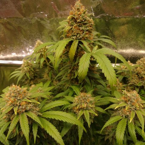 Cookies Kush #1 growlog timeline photo