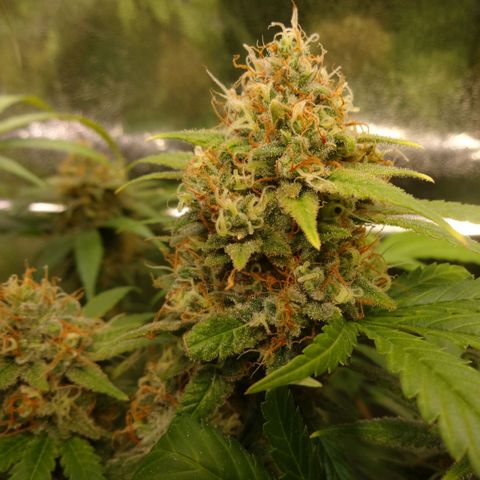 Cookies Kush #1 growlog timeline photo