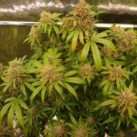 Cookies Kush #1 growlog timeline photo