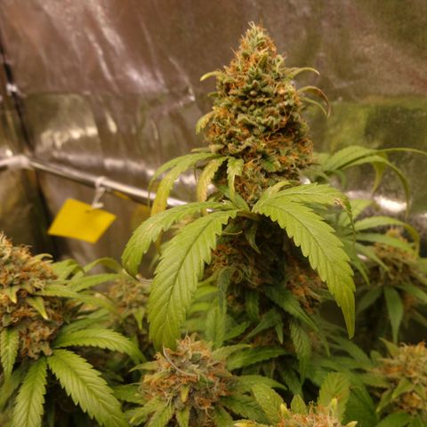 Cookies Kush #1 growlog timeline photo