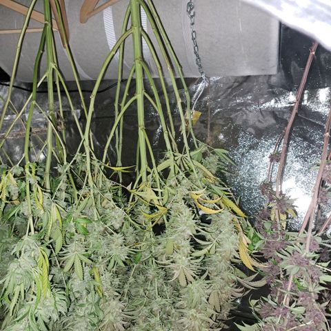 Cookies Kush #1 growlog timeline photo