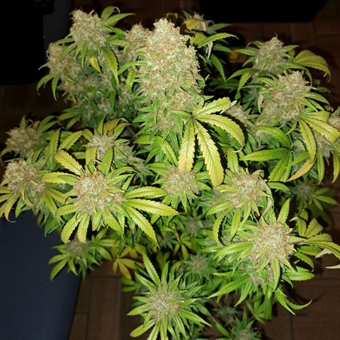 Cookies Kush #1 growlog timeline photo