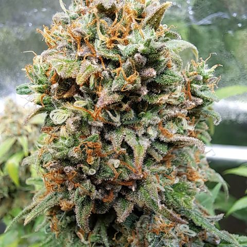 Cookies Kush #1 growlog timeline photo