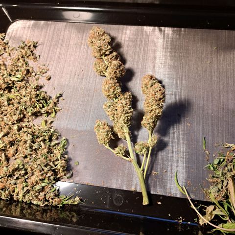Cookies Kush #1 growlog timeline photo