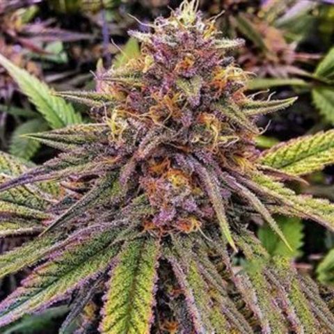 Gelato Kush growlog timeline photo