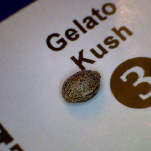 Gelato Kush growlog timeline photo