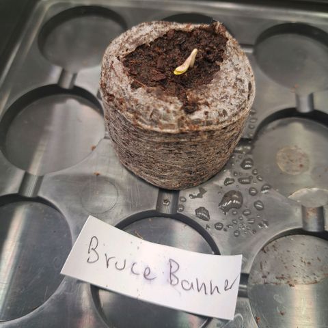 Bruce Banner growlog timeline photo