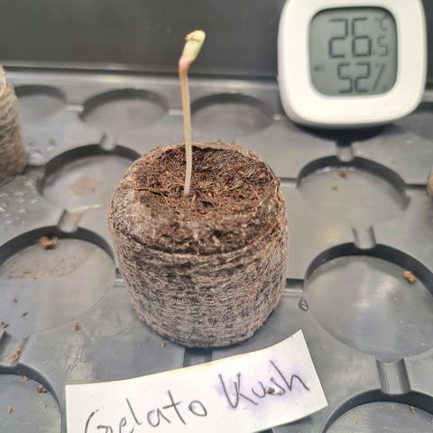 Gelato Kush growlog timeline photo