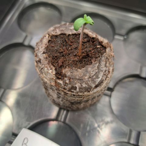 Bruce Banner growlog timeline photo