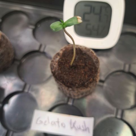 Gelato Kush growlog timeline photo