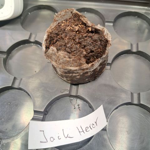 Jack Herer growlog timeline photo