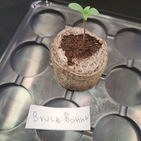Bruce Banner growlog timeline photo