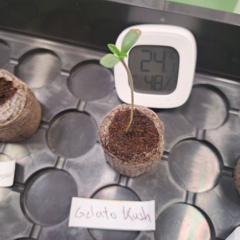 Gelato Kush growlog timeline photo