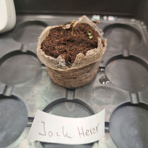 Jack Herer growlog timeline photo