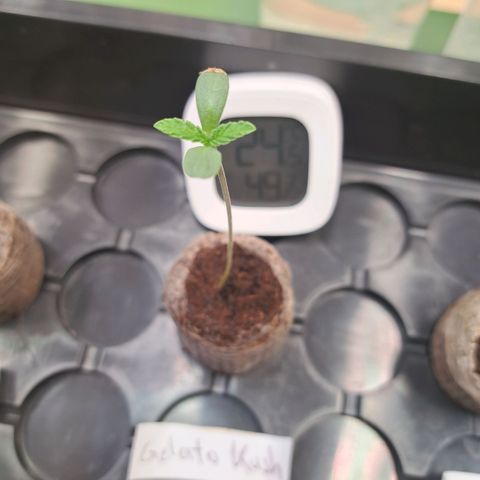 Gelato Kush growlog timeline photo