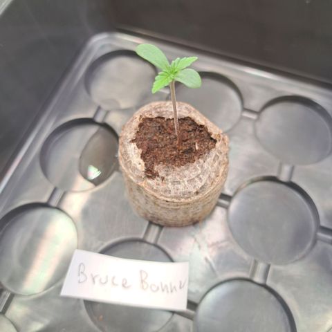 Bruce Banner growlog timeline photo