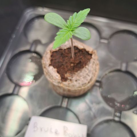Bruce Banner growlog timeline photo
