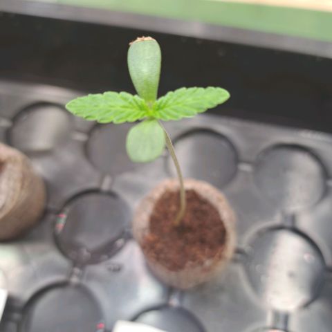 Gelato Kush growlog timeline photo
