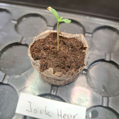 Jack Herer growlog timeline photo