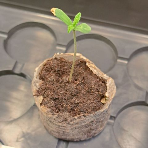 Jack Herer growlog timeline photo
