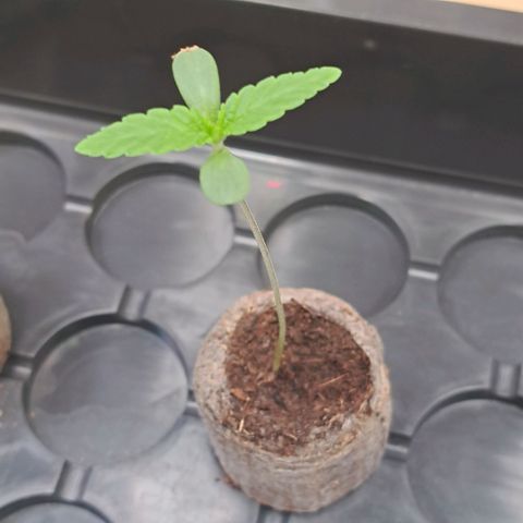 Gelato Kush growlog timeline photo