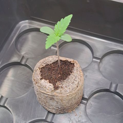 Bruce Banner growlog timeline photo