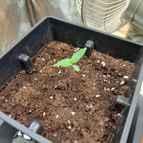 Bruce Banner growlog timeline photo
