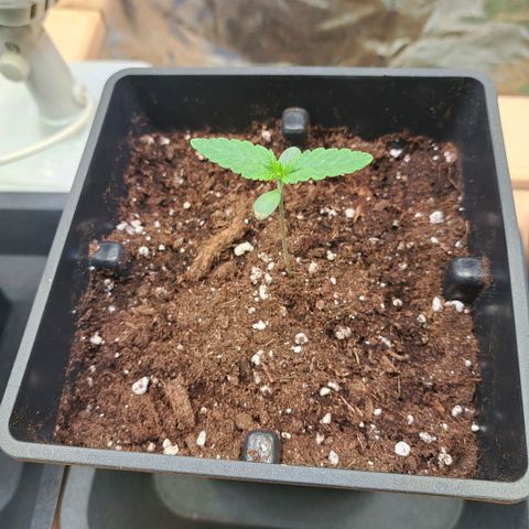 Gelato Kush growlog timeline photo