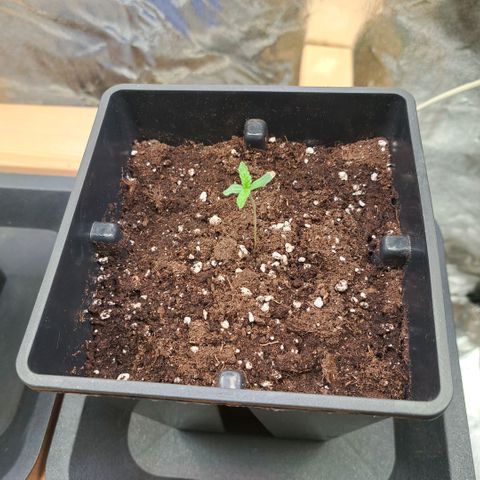 Jack Herer growlog timeline photo
