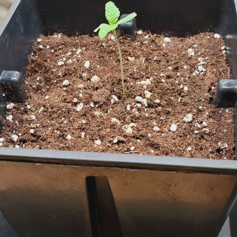 Jack Herer growlog timeline photo