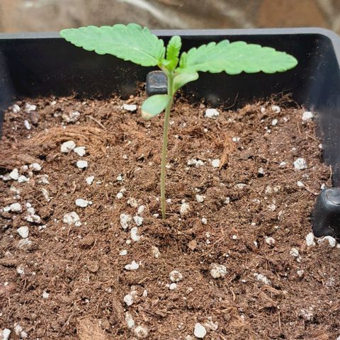 Gelato Kush growlog timeline photo