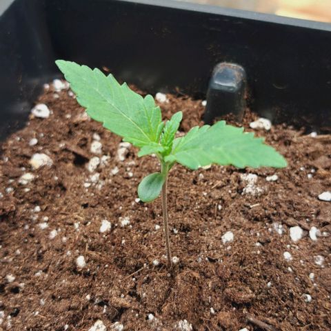 Bruce Banner growlog timeline photo