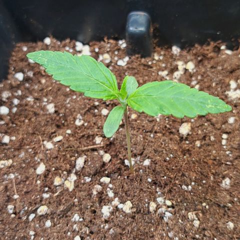 Jack Herer growlog timeline photo