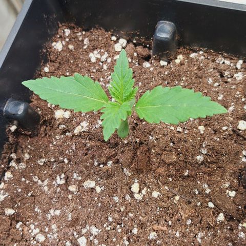 Bruce Banner growlog timeline photo