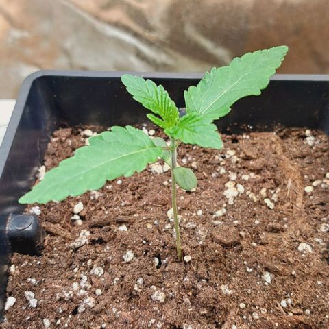 Gelato Kush growlog timeline photo