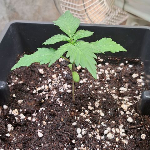 Bruce Banner growlog timeline photo