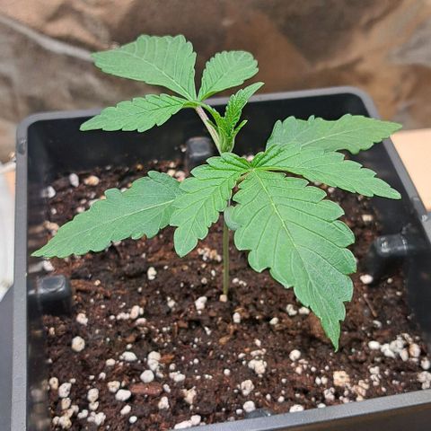 Gelato Kush growlog timeline photo