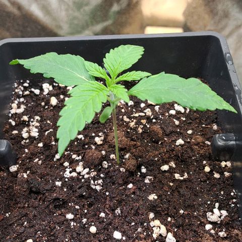 Jack Herer growlog timeline photo