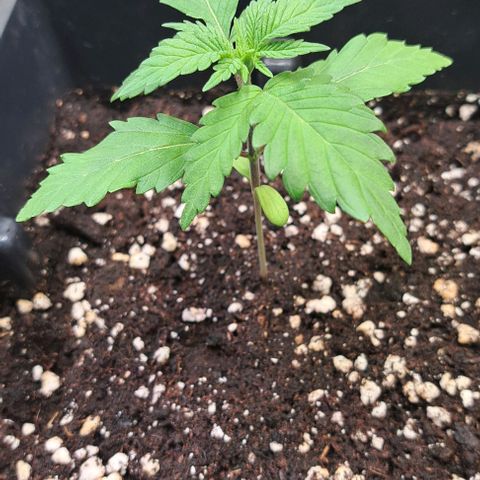 Bruce Banner growlog timeline photo