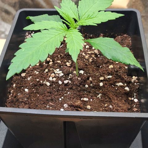 Jack Herer growlog timeline photo