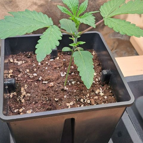 Gelato Kush growlog timeline photo
