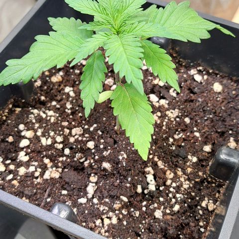 Bruce Banner growlog timeline photo