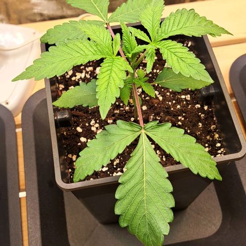 Gelato Kush growlog timeline photo