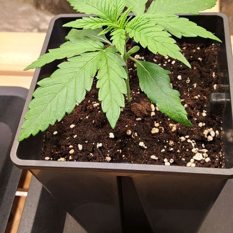 Jack Herer growlog timeline photo