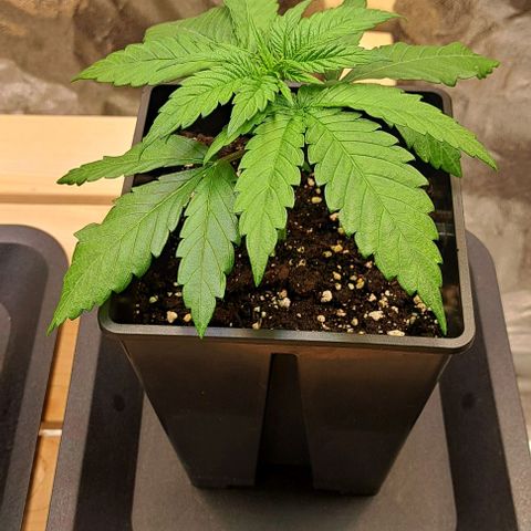 Jack Herer growlog timeline photo