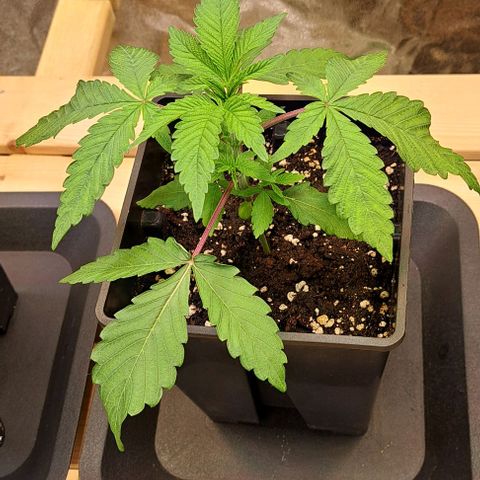 Gelato Kush growlog timeline photo