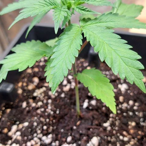 Bruce Banner growlog timeline photo