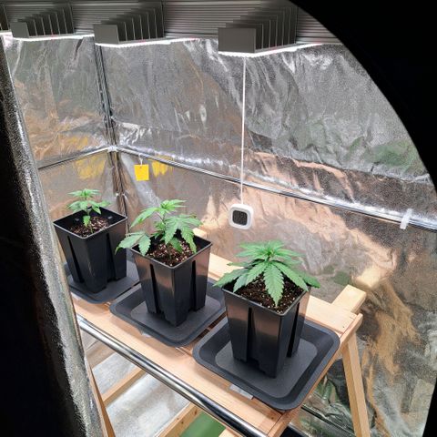 Bruce Banner growlog timeline photo