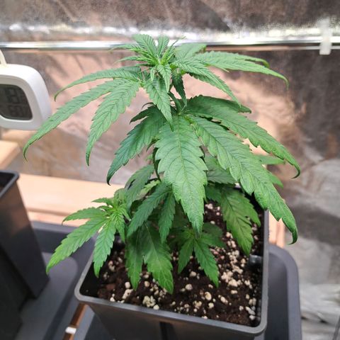Jack Herer growlog timeline photo