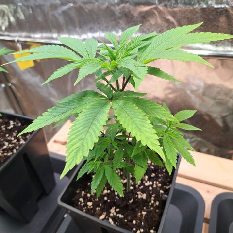 Gelato Kush growlog timeline photo